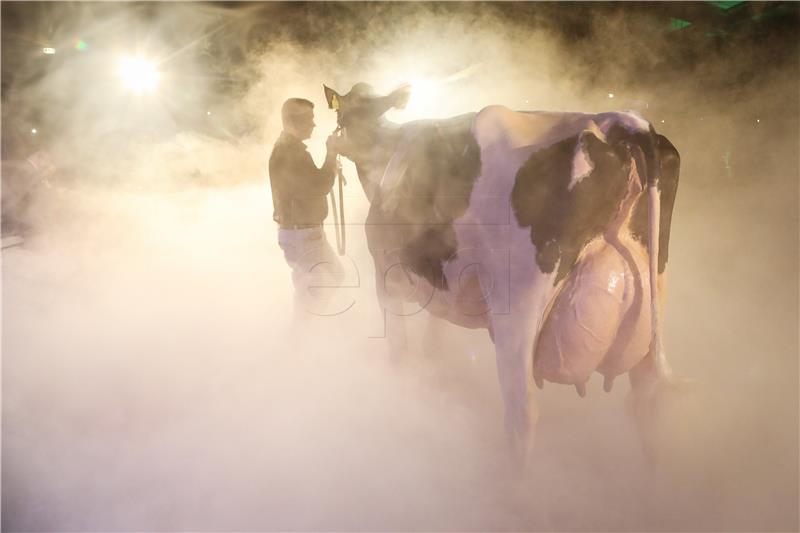 (RESEND) GERMANY ECONOMY AGRICULTURE CATTLE BEAUTY CONTEST