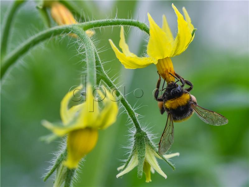 Bumblebees as pollinators