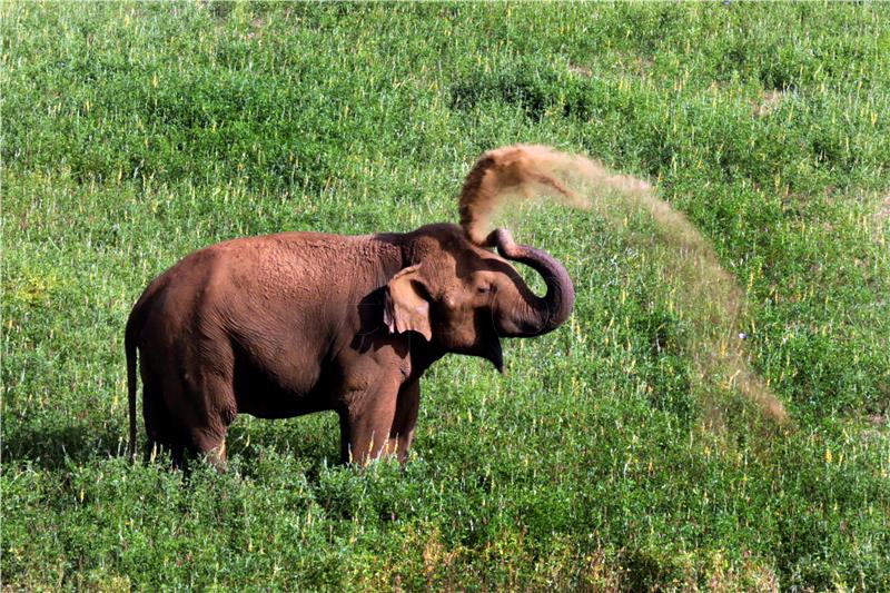 SRI LANKA ANIMALS ELEPHANTS