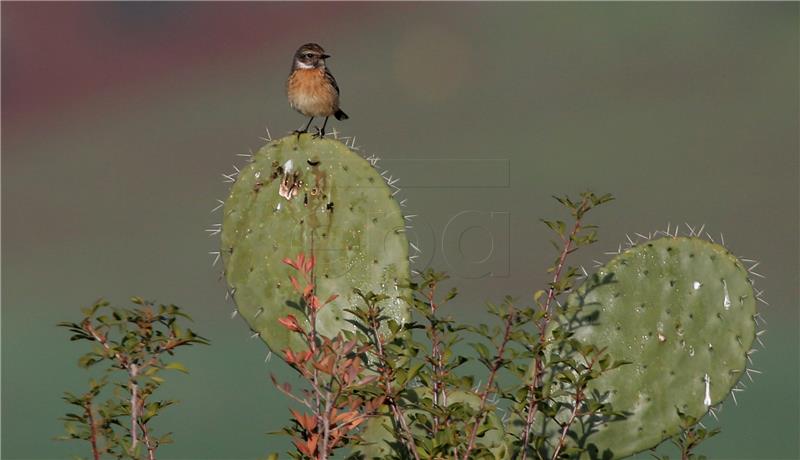 MIDEAST PALESTINIANS ANIMALS BIRDS