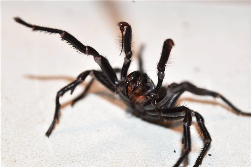 AUSTRALIA ANIMALS FUNNEL WEB SPIDER BITE