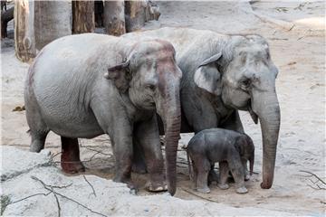 SWITZERLAND ANIMALS ELEPHANT