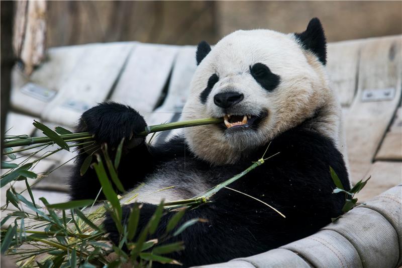 Tokijski zoo nada se potomstvu divovskih panda