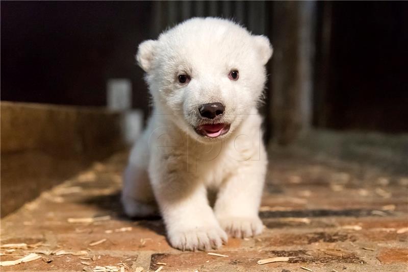 (FILE) GERMANY ANIMALS POLAR BEAR