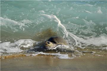 MEXICO TURTLES