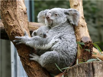 Koalas born in Duisburg zoo