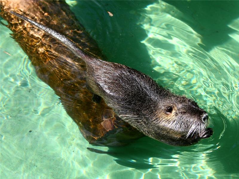 Najstarija ženka u zagrebačkom ZOO-u 31-godišnja čimpanza Juba; najplodnija barska nutrija