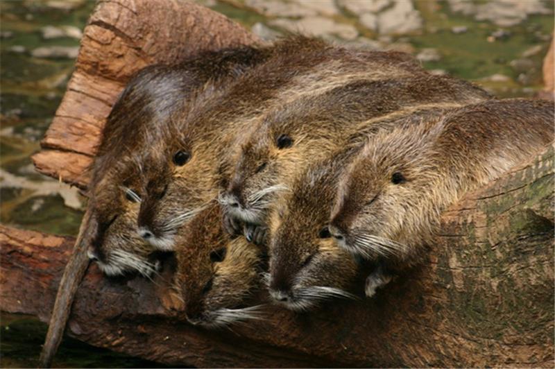 Najstarija ženka u zagrebačkom ZOO-u 31-godišnja čimpanza Juba; najplodnija barska nutrija