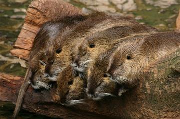 Najstarija ženka u zagrebačkom ZOO-u 31-godišnja čimpanza Juba; najplodnija barska nutrija