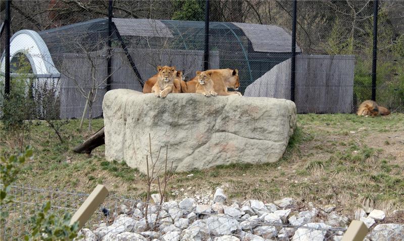 Najstarija ženka u zagrebačkom ZOO-u 31-godišnja čimpanza Juba; najplodnija barska nutrija