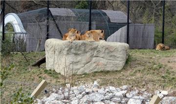 Najstarija ženka u zagrebačkom ZOO-u 31-godišnja čimpanza Juba; najplodnija barska nutrija