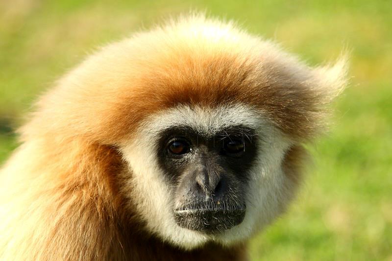 Najstarija ženka u zagrebačkom ZOO-u 31-godišnja čimpanza Juba; najplodnija barska nutrija