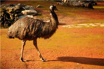 Najstarija ženka u zagrebačkom ZOO-u 31-godišnja čimpanza Juba; najplodnija barska nutrija