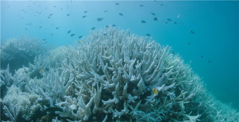 AUSTRALIA GREAT BARRIER REEF CORAL BLEACHING