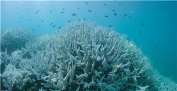 AUSTRALIA GREAT BARRIER REEF CORAL BLEACHING