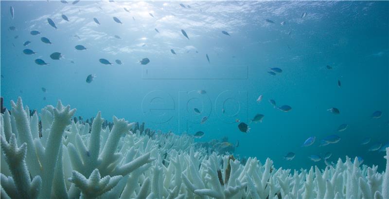 AUSTRALIA GREAT BARRIER REEF CORAL BLEACHING