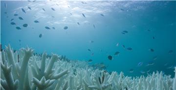 AUSTRALIA GREAT BARRIER REEF CORAL BLEACHING