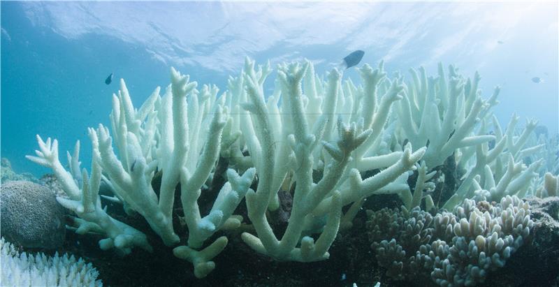 AUSTRALIA GREAT BARRIER REEF CORAL BLEACHING