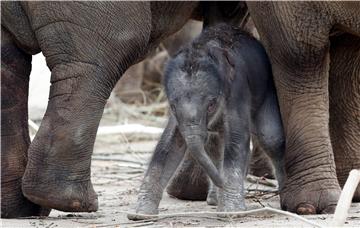 GERMANY ANIMALS ELEPHANT