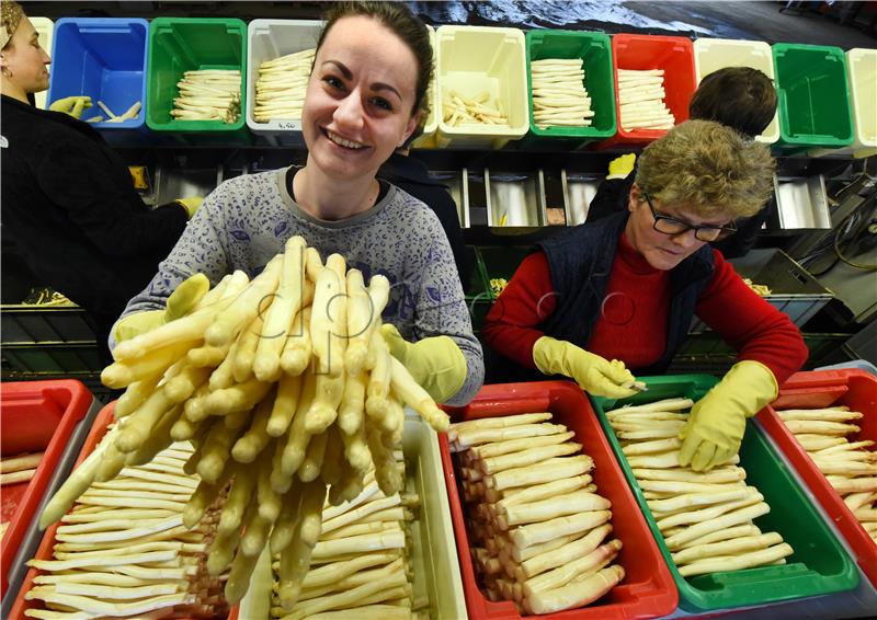 Early asparagus harvest on farm with ground heating