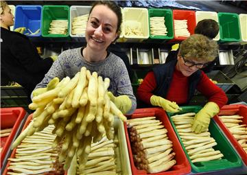 Early asparagus harvest on farm with ground heating