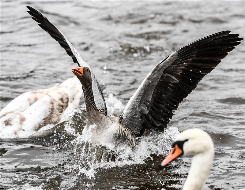 GERMANY ANIMALS GEESE