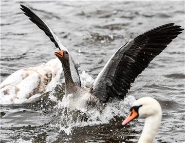 GERMANY ANIMALS GEESE