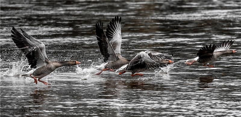 GERMANY ANIMALS GEESE