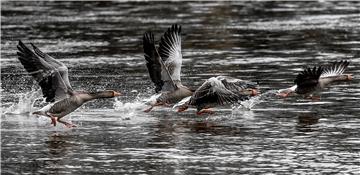 GERMANY ANIMALS GEESE