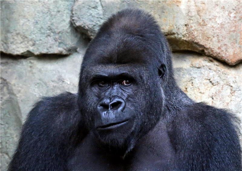 GERMANY ANIMALS GORILLA