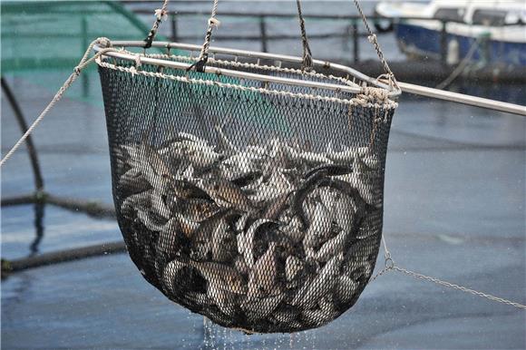 Croatia promises tough talks with EC on small pelagic fish quotas