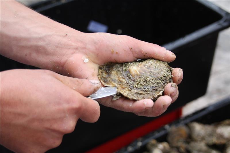 The Festival of Oysters Dubrovnik 