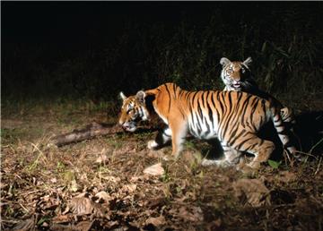 THAILAND WILDLIFE