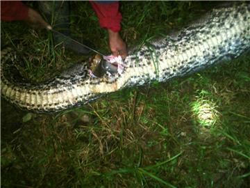 INDONESIA PYTHON SWALLOWS MAN