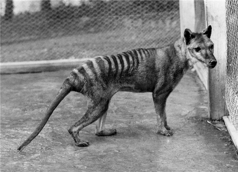 AUSTRALIA TASMANIAN TIGER