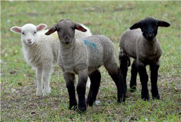 Newly born lambs in Schleswig-Holstein