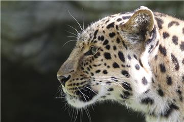 Nepal: leopard zatvorio zračnu luku