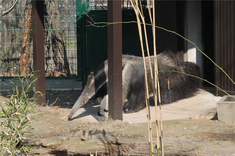 Zagrebački ZOO: mravojedu Oliveru stigla družica Ariel