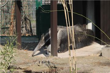 Zagrebački ZOO: mravojedu Oliveru stigla družica Ariel