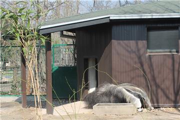 Zagrebački ZOO: mravojedu Oliveru stigla družica Ariel