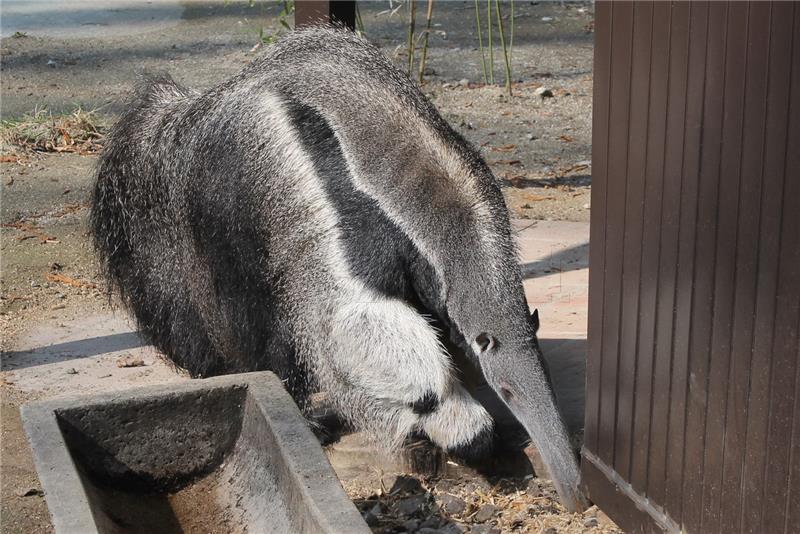 Zagrebački ZOO: mravojedu Oliveru stigla družica Ariel