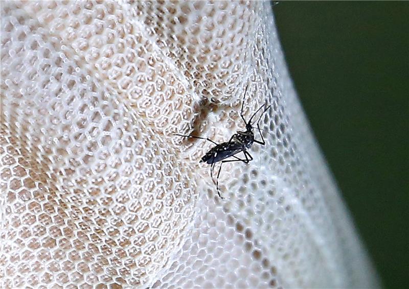 Virus zika donosi štetu do 18 milijarda dolara Latinskoj Americi i Karibima