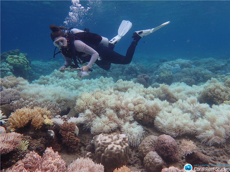 AUSTRALIA GREAT BARRIER REEF BLEACHING