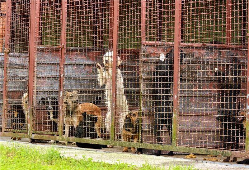 Prijatelji životinja: U skloništima više nema ubijanja životinja