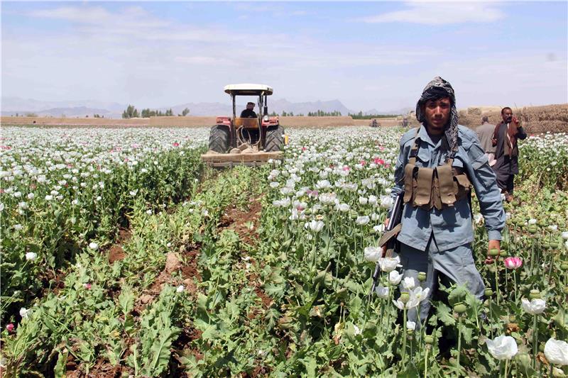 AFGHANISTAN CRIME POPPY