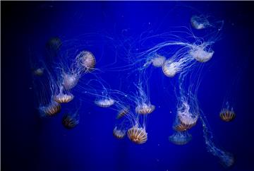 SPAIN NATURE JELLYFISH