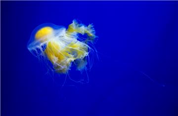 SPAIN NATURE JELLYFISH