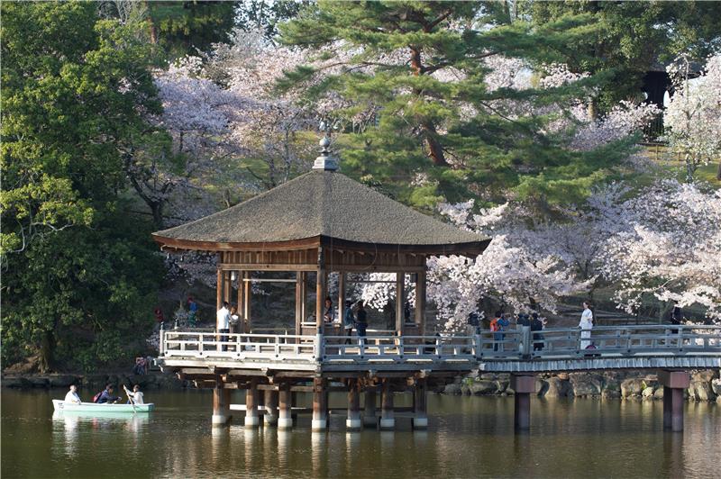 JAPAN CHERRY BLOSSOMS