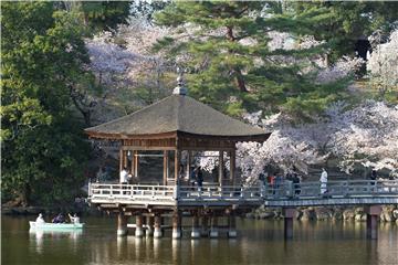 JAPAN CHERRY BLOSSOMS