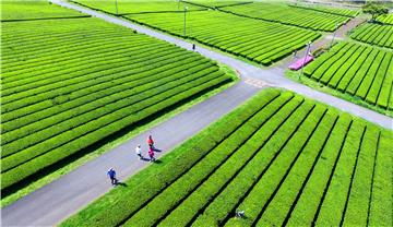 SOUTH KOREA AGRICULTURE TEA